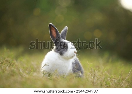 Adult rabbit in green field in spring. Lovely bunny has fun in fresh garden. Adorable rabbit plays and is relax in nature green grass. Royalty-Free Stock Photo #2344294937