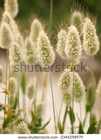 oval flower of lagurus ovatus or bunnytail plant Royalty-Free Stock Photo #2344298979