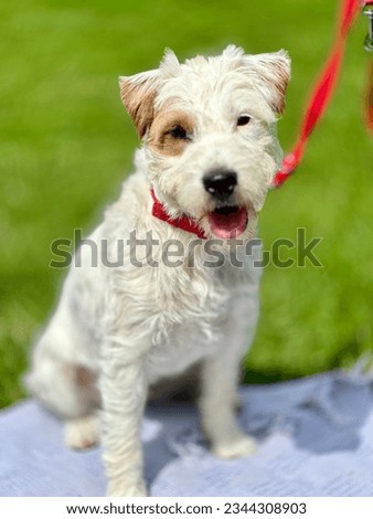 Beautiful Jack Russell terrier puppy dog cute portrait K9