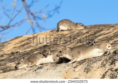 A family of Bush Hyrax relax in the warming sunshine. They have poor thermoregulation and need to warm up in the mornings and seek shade in the heat of the day. Royalty-Free Stock Photo #2344310573