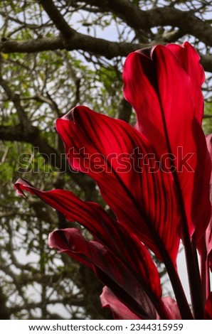 Cordyline fruticosa, long oval-shaped leaves are red with dark lines.