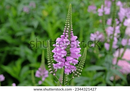Physostegia virginiana, the obedient plant or false dragonhead, in flower. Royalty-Free Stock Photo #2344321427