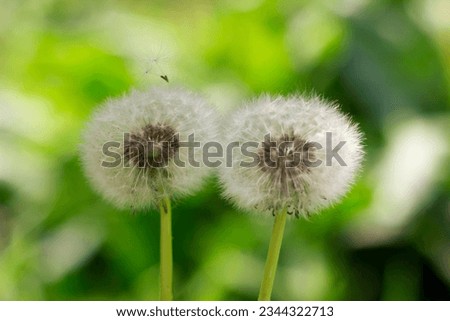 Close up of a dandelion. Dandelion white flowers in green grass background