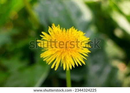 Yellow dandelion flower in grass backgrounds