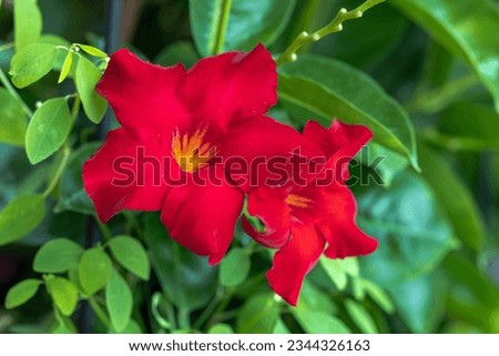 two red flowers growing in a flower pot