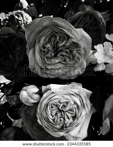 Black and White Floral Photography