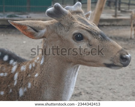Picture of a deer head taken from the side with a blurry background. 