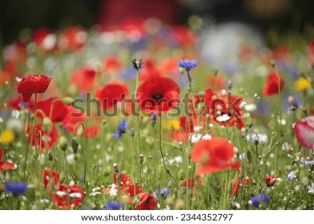 Snowshill Cotswolds Gloucestershire united Kingdom 
Poppy and wild flowers