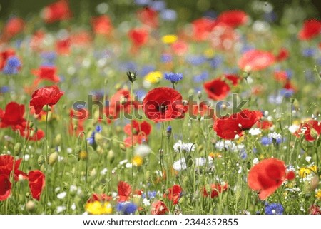 Snowshill Cotswolds Gloucestershire united Kingdom 
Poppy and wild flowers
