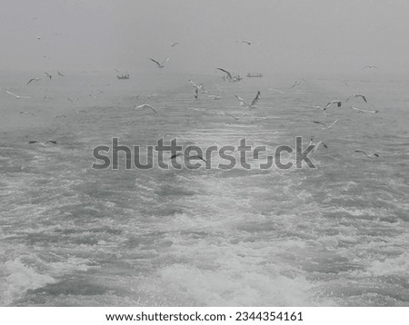 Mew or Common Tern is searching food in ship ripples