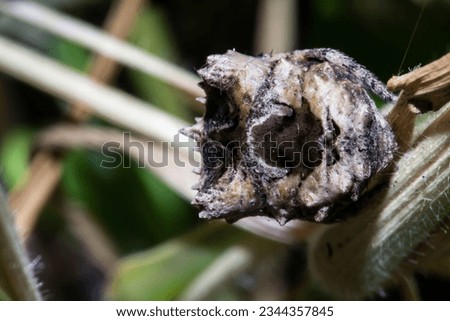 Caerostris,sometimes called bark spiders, is a genus of orb-weaver spiders first, Malang, August 8, 2023