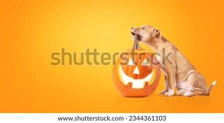 Cute puppy dog Halloween pumpkin on colored background. Fall season or pets celebrating Halloween concept. Puppy biting squash with carved face. 12 weeks old female Boxer Pitbull mix. Selective focus.