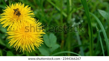 bee on a dandelion flower

