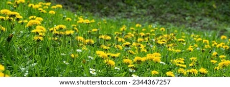 field of dandelions and wildflowers

