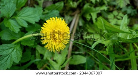 bee on a dandelion flower

