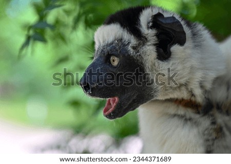 Sifaka lemur - portrait, Madagascar nature