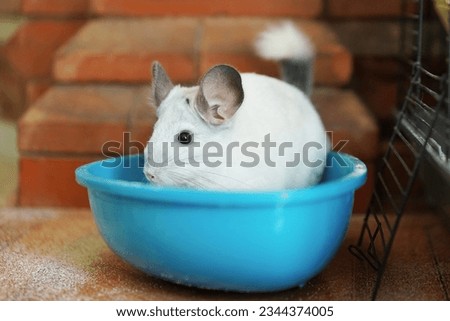 Chinchilla bathing in the sand
