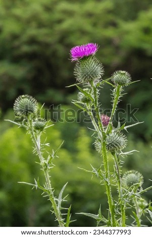 Blessed milk thistle flowers in field, close up. Silybum marianum herbal remedy, Saint Mary's Thistle, Marian Scotch thistle, Mary Thistle, Cardus marianus bloom Royalty-Free Stock Photo #2344377993