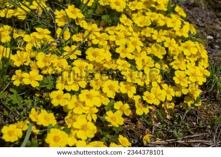 Potentilla neumanniana is a shrub with yellow flowers. Royalty-Free Stock Photo #2344378101