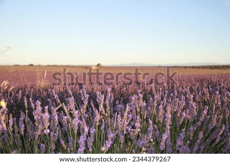 Landscape of lavender fields in Brihuega, Guadalajara, Castilla Leon, Spain Royalty-Free Stock Photo #2344379267