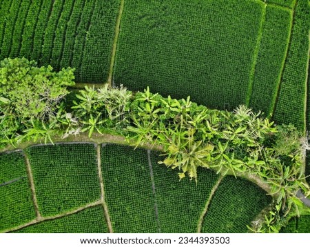 Rice fields and palm trees from above. Drone shot of rice fields in Bali, Indonesia. Aerial view of lush green rice fields. Rural and agricultural area aerial shot. Beautiful rice farm in Indonesia. 