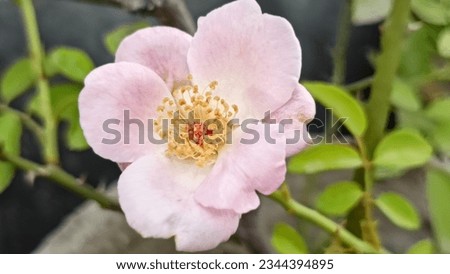 A glimpse of beautiful pink rose 