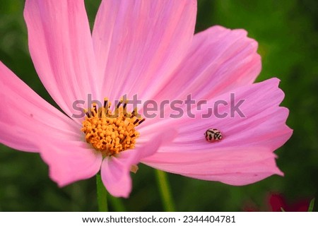Pink beautiful blooming flower. Ladybug on a Pink flower in the garden.