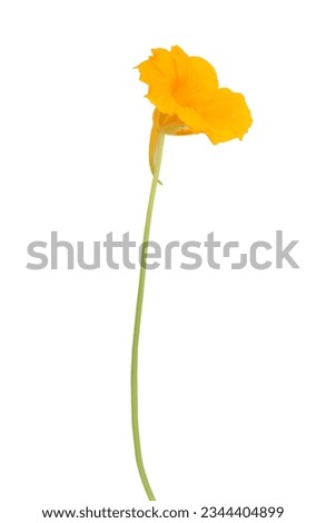 Closeup yellow nasturtium flower isolated.