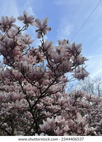 Beautiful pink magnolia flowers just blossomed