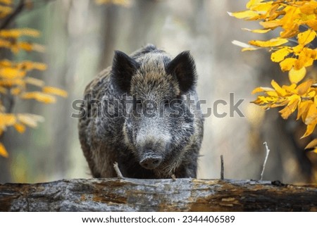 Portrait male Wild boar in autumn forest. Wildlife scene from nature Royalty-Free Stock Photo #2344406589