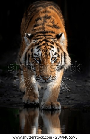 Close up adult tiger portrait reflection in water on dark background