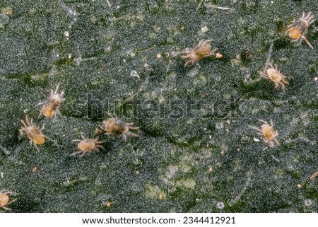 Tetranychus urticae ( red spider mite or two-spotted spider mite) is a species of plant-feeding mite. It is a pest.  It can feed vegetables. The picture shows a pest on a cucumber leaf.