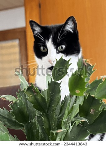 Cactus and a tuxedo cat sitting behind it
