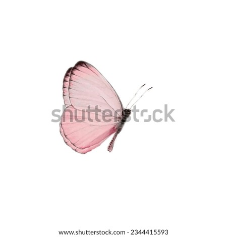 sticker of beautiful pink butterfly 