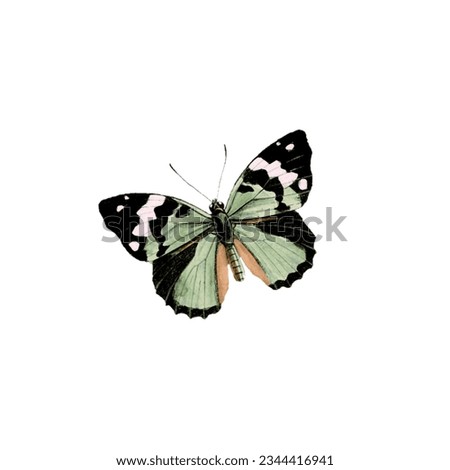 sticker of beautiful green butterfly 