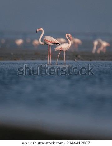Picture in Kuwait city for flamingos