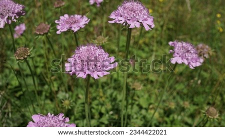Shining Pincushion flowers (Scabiosa lucida): A delightful vibrant purple blooming beauty in the alpine meadow. Summer season