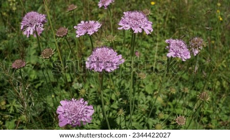 Shining Pincushion flowers (Scabiosa lucida): A delightful vibrant purple blooming beauty in the alpine meadow. Summer season Royalty-Free Stock Photo #2344422027
