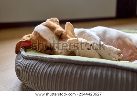 Jack Russell terrier puppy sleeping on a dog bed and hugging its toy. Cute adorable white doggy with funny brown fur stains lying on the pillow. Royalty-Free Stock Photo #2344423627