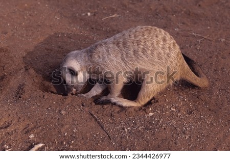 The meerkat (Suricata suricatta) or suricate is a small mongoose found in southern Africa.