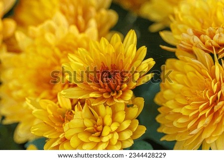 beautiful bushes of yellow chrysanthemum flowers close-up