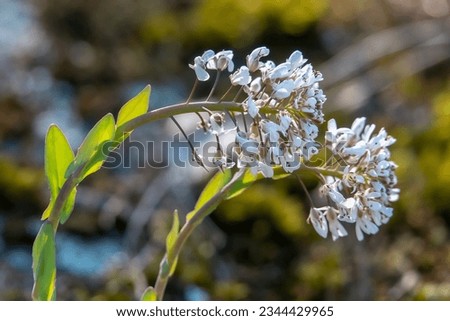 Alpine Penny-cress is early spring flowering plant Royalty-Free Stock Photo #2344429965