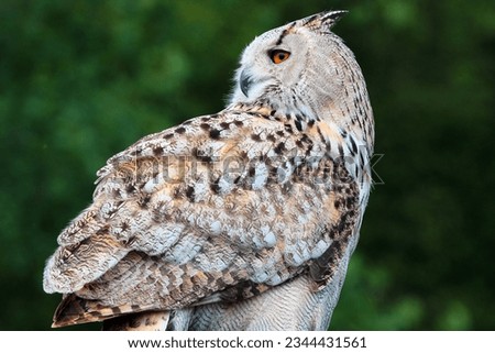Eurasian, or Western Siberian eagle-owl (Bubo bubo sibiricus)