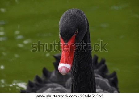 Black swan (Cygnus atratus) close-up photo