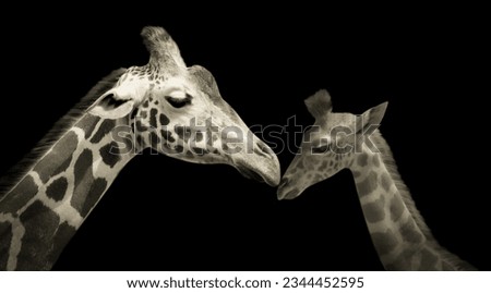 Happy Baby Giraffe And Mother Giraffe Caring Her In The Black Background