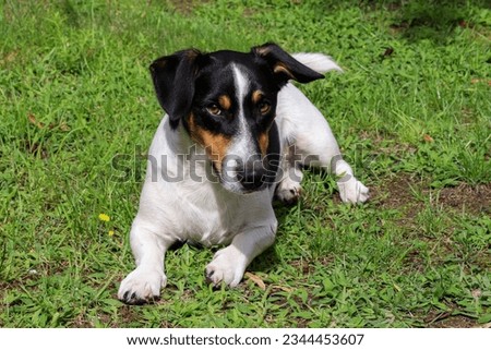 Jack Russel Terrier auf der Wiese im Sonnenschein