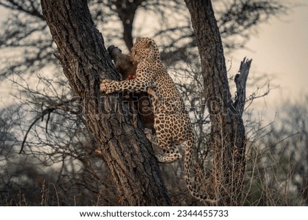 African leopard secures its prey up the tree in Namibia, Africa
