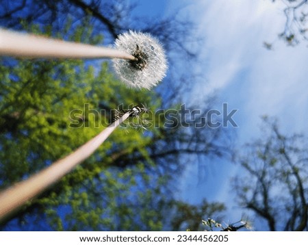 fluffy dandelion wtih blue sky backgorund. pictured taken from below from the ant's angle view