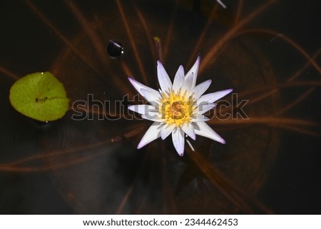 Water lily flowers.   Nymphaeaceae perennial water tropical plants. Floating plants with rhizomes, flowers of various colors from June to September.