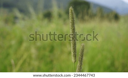 Timothy Grass (Phleum pratense): A forage crop for livestock. Italian alpine meadow. Summer season